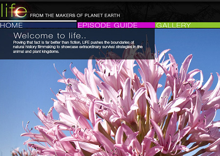 MSN custom branded solution — 11